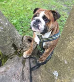 castor brindle.webp