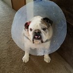 lampshadebacon.jpg lampshadebacon.jpg