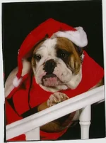 MaudeChristmaspic.webp