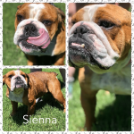 Sienna-05.png Sienna-05.png