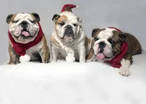 5 X 7bulldogs.webp