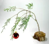 CBTree.webp