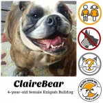 Clairebear.jpg Clairebear.jpg