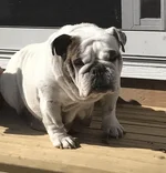 Maggie.webp