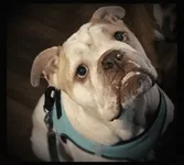 Piggy Smalls.webp Piggy Smalls.webp