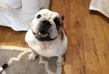 Pumpkin.webp Pumpkin.webp
