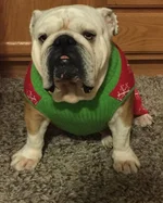 gus1.webp