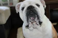 gus.webp