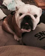 gus2.webp