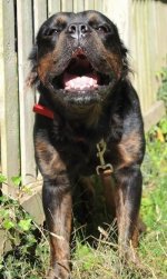 MammutBulldogPurebredDogMammothsHorsePower3YearsOld1.jpg MammutBulldogPurebredDogMammothsHorsePower3YearsOld1.jpg