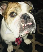 Nigel dressed for Santa.webp