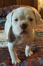 Luke 7 weeks old.webp