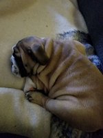 sleepymisterO3.jpg sleepymisterO3.jpg