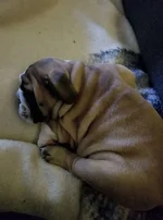 sleepymisterO3.webp