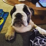 tgifo.webp