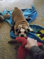 tug of o.jpg tug of o.jpg