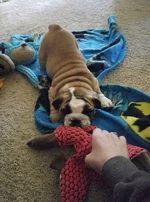 tug of o.webp