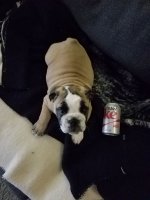 cokecanforscale.jpg cokecanforscale.jpg