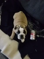 cokecanforscale.webp