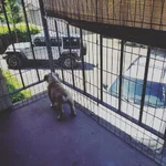 guarding o.webp