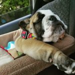 we like car rides 2.jpg we like car rides 2.jpg