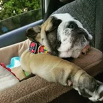 we like car rides 2.webp