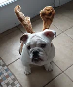 BELLA ANTLERS (2).webp