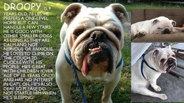 Droopy.webp