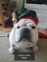 Coops Santas Helper.webp