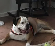 dakota.webp