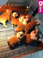 HÃ¬nh_ảnh_đÃ n_chÃ³_bulldog_bÃ¡n_thÃ¡ng_12.2018_-_Dogily_Petshop_23.webp