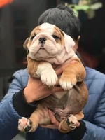 Hình_ảnh_đà n_chó_bulldog_bán_tháng_12.2018_-_Dogily_Petshop_1.webp Hình_ảnh_đà n_chó_bulldog_bán_tháng_12.2018_-_Dogily_Petshop_1.webp
