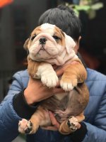 HÃ¬nh_ảnh_đÃ n_chÃ³_bulldog_bÃ¡n_thÃ¡ng_12.2018_-_Dogily_Petshop_1.jpg