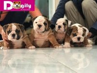 HÃ¬nh_ảnh_đÃ n_chÃ³_bulldog_bÃ¡n_thÃ¡ng_12.2018_-_Dogily_Petshop_24.jpg