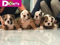 HÃ¬nh_ảnh_đÃ n_chÃ³_bulldog_bÃ¡n_thÃ¡ng_12.2018_-_Dogily_Petshop_24.webp