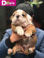 HÃ¬nh_ảnh_đÃ n_chÃ³_bulldog_bÃ¡n_thÃ¡ng_12.2018_-_Dogily_Petshop_13.jpg