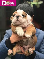HÃ¬nh_ảnh_đÃ n_chÃ³_bulldog_bÃ¡n_thÃ¡ng_12.2018_-_Dogily_Petshop_8.webp
