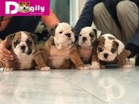 HÃ¬nh_ảnh_đÃ n_chÃ³_bulldog_bÃ¡n_thÃ¡ng_12.2018_-_Dogily_Petshop_22.jpg