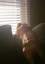 riggs butt.webp