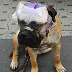 optivisor.webp optivisor.webp