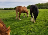 Horse 1.webp