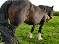 Horse 2.webp