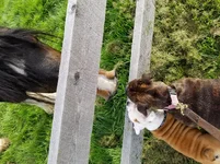Horse 3.webp