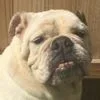 bessie.webp
