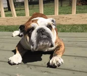 lola.webp