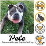 Pele.webp Pele.webp