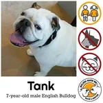 Tank.webp Tank.webp