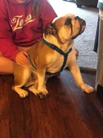 archie.webp
