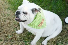 Tyson 2017.webp