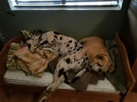 Amber and Ralph.webp